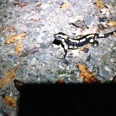 D'hotes La Source Aveyron Saint-André-de-Najac