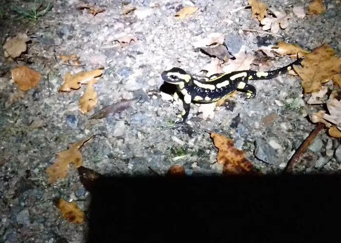D'hotes La Source Aveyron Saint-André-de-Najac